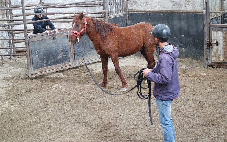 COURSES: GENTLING WILD HORSES: 5 DAYS