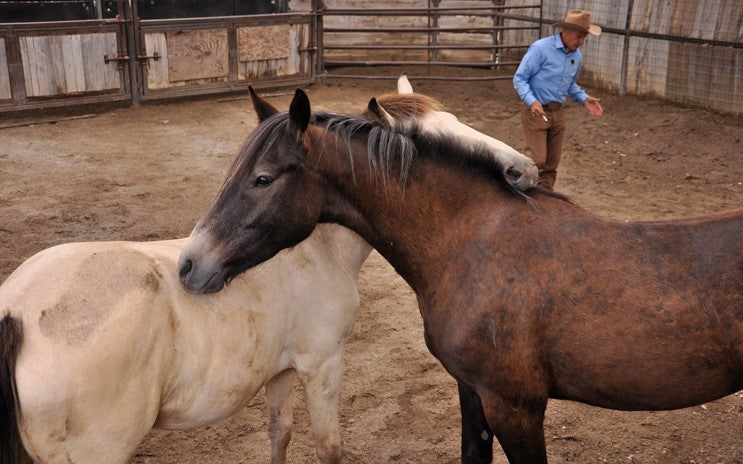 COURSES: GENTLING WILD HORSES: 5 DAYS