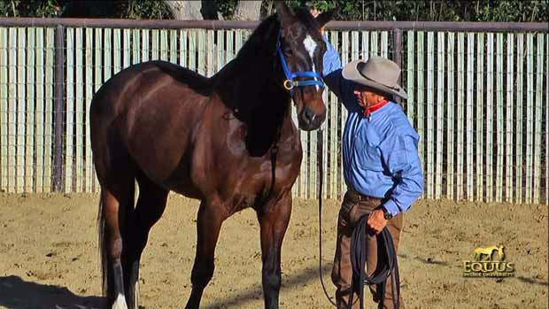 DUALLY TRAINING HALTER BLUE LARGE (WITH DVD)