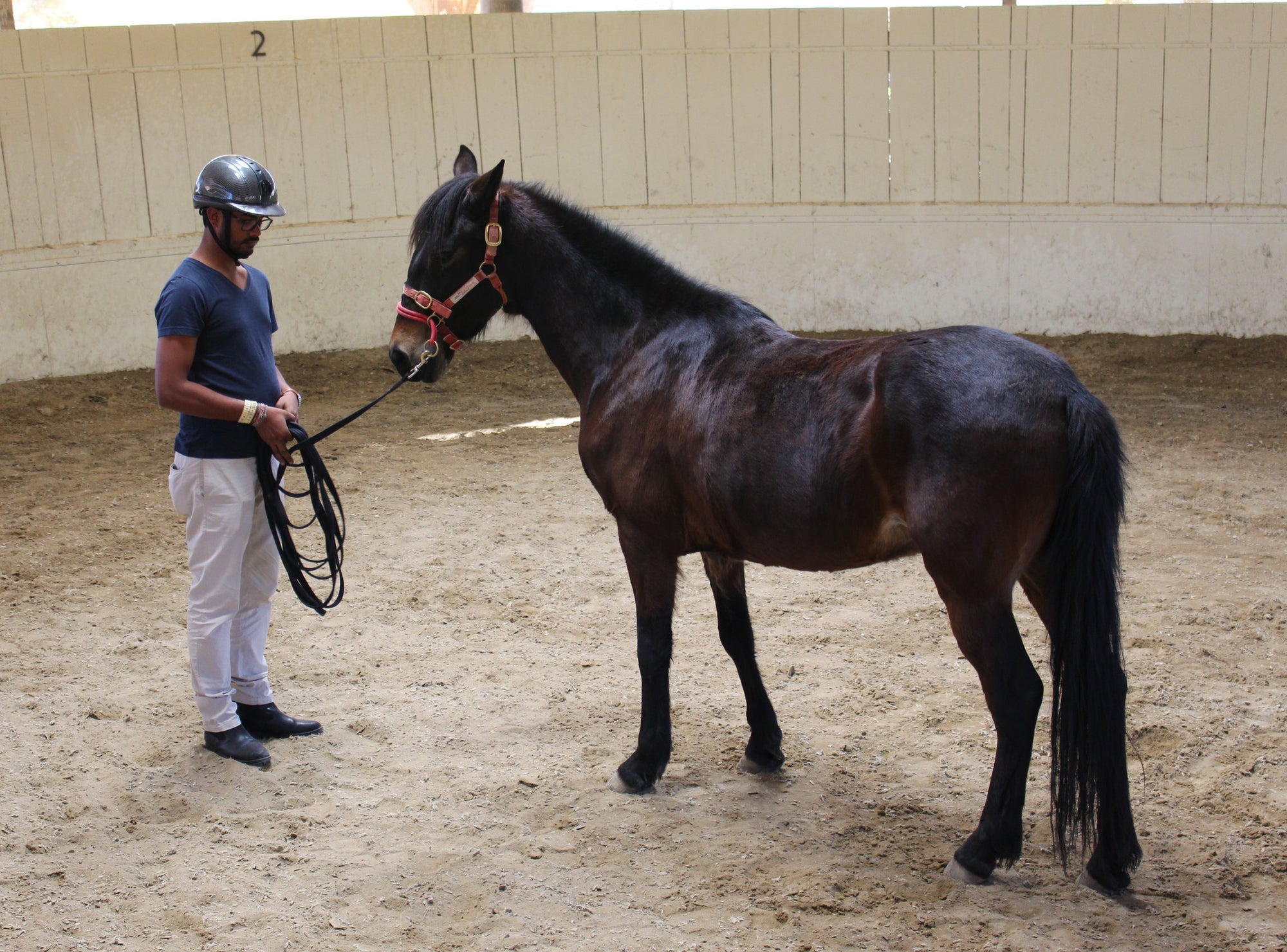 COURSES: HORSEMANSHIP 101: 1 DAY