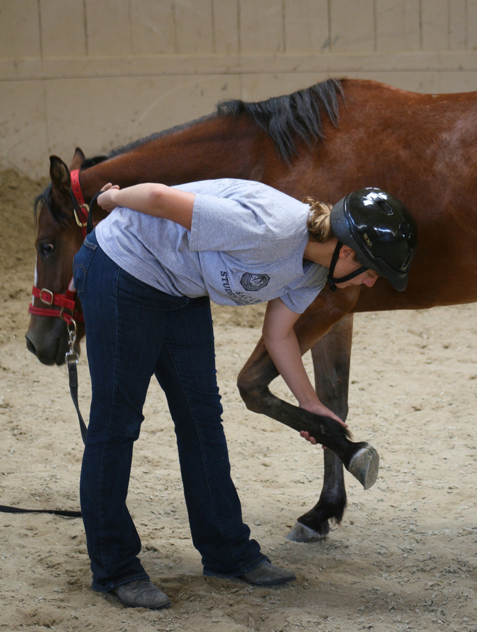 COURSES: HORSEMANSHIP 101: 1 DAY