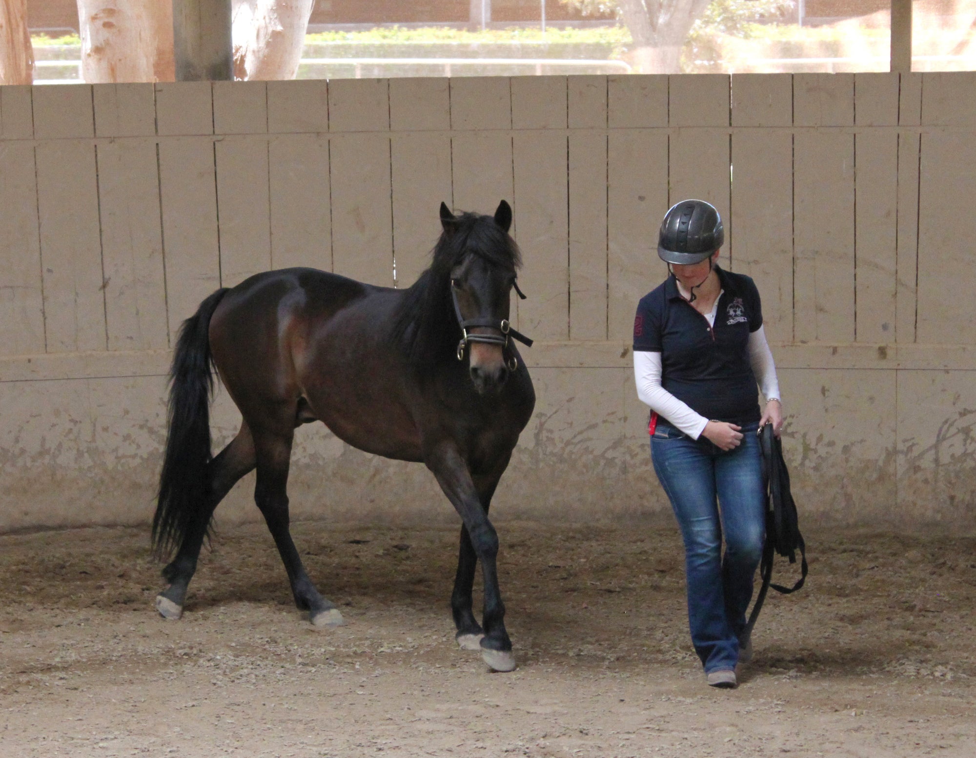 COURSES: NEW INTRODUCTORY COURSE JOIN-UP WITH HORSES: MODULE 2 (2 DAYS)