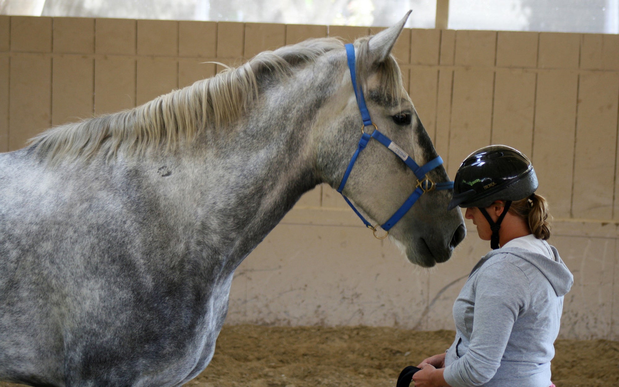 COURSES: INTRODUCTORY COURSE OF HORSEMANSHIP: 12 DAYS