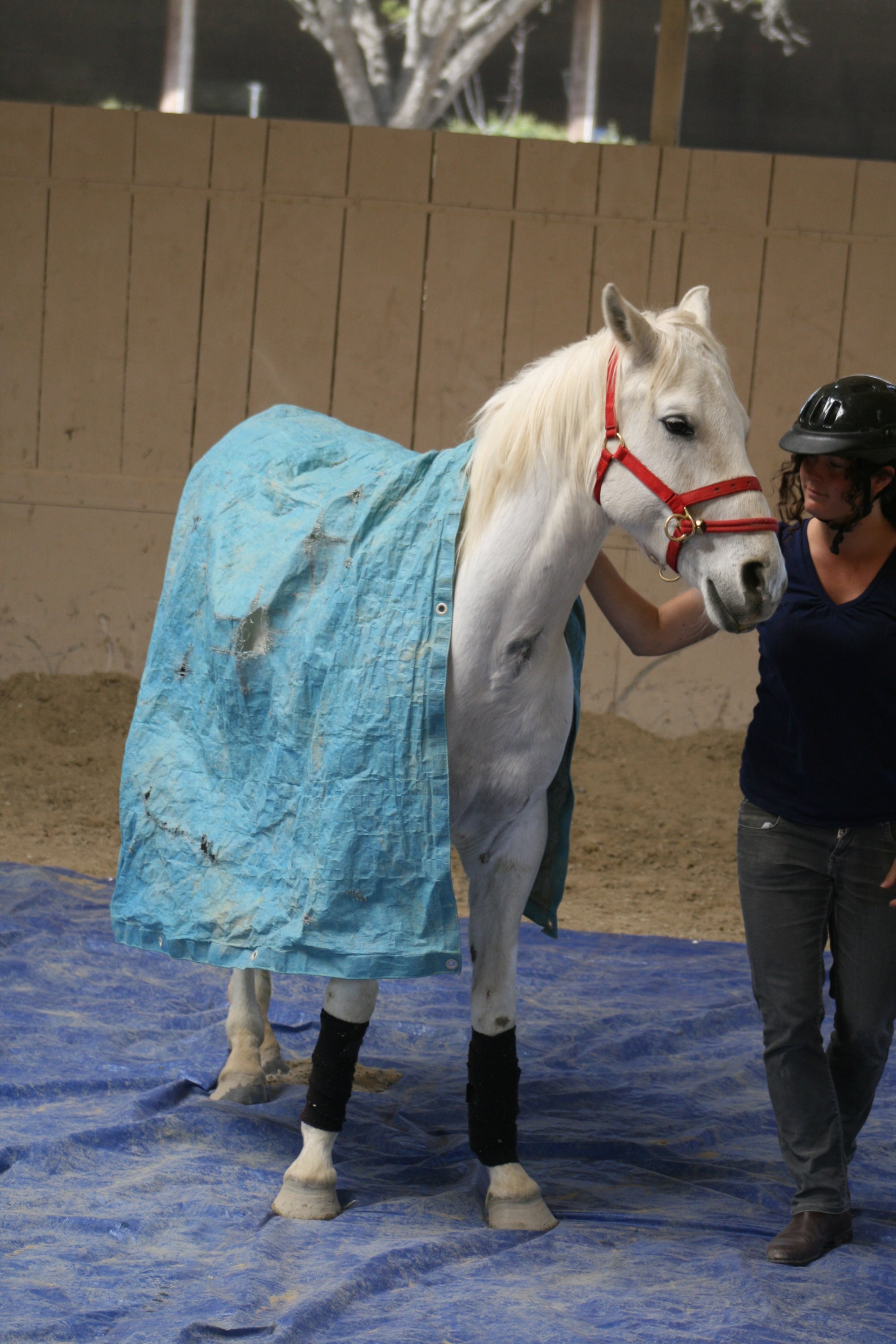 NEW Introductory Course Module 6: Effective Trailer Loading The Gentle Way (2 Days)